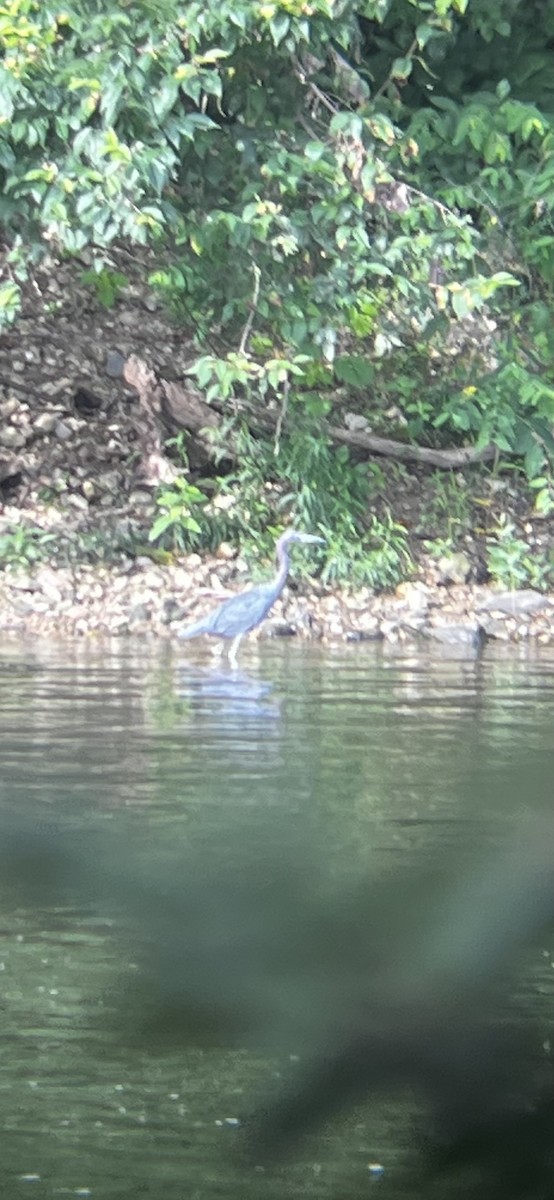 Little Blue Heron - ML639811194