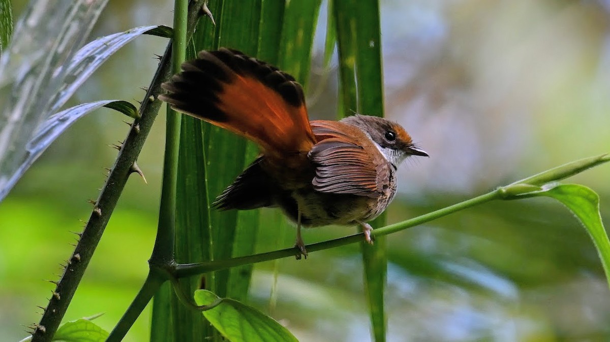Sulawesi Fantail - ML639811217