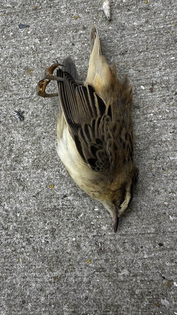Sedge Warbler - ML639811300