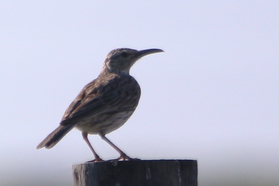 Cape Long-billed Lark (Cape) - ML639811367