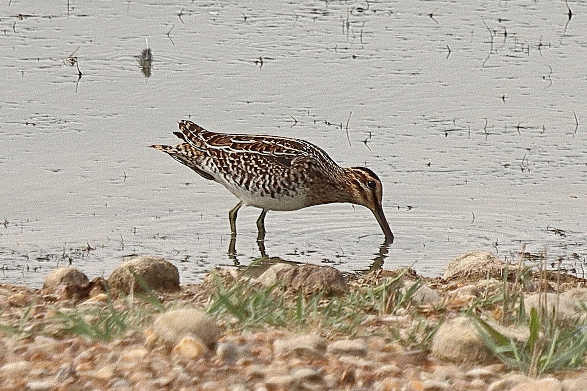Common Snipe - ML639811381