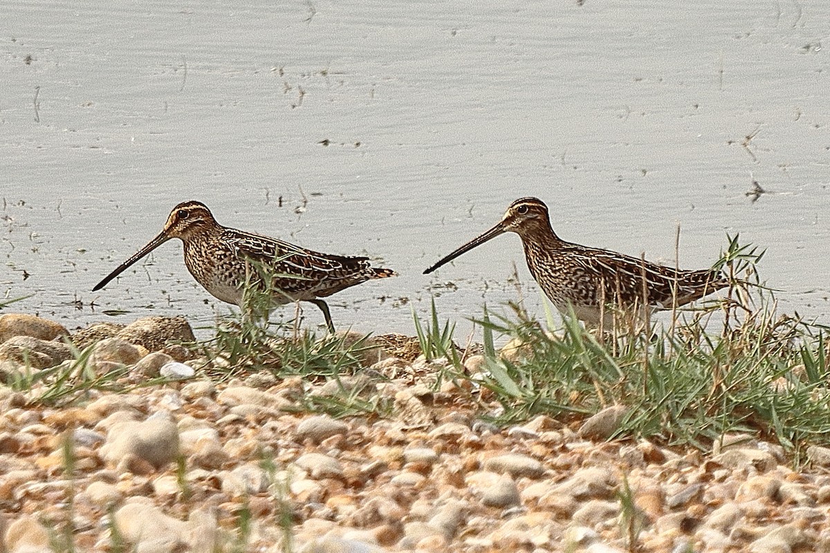 Common Snipe - ML639811382