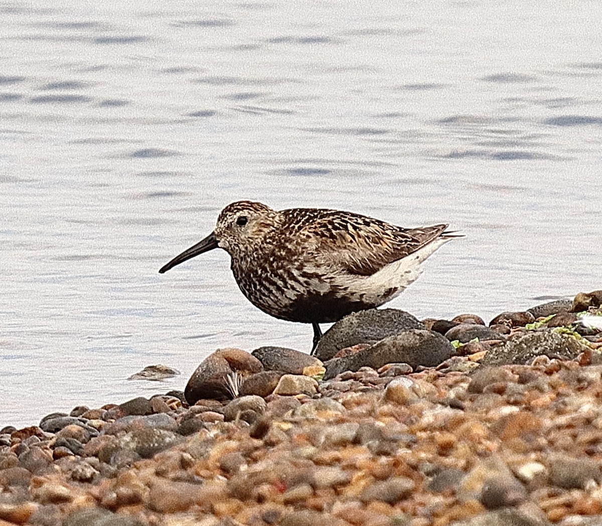 Dunlin - ML639811390