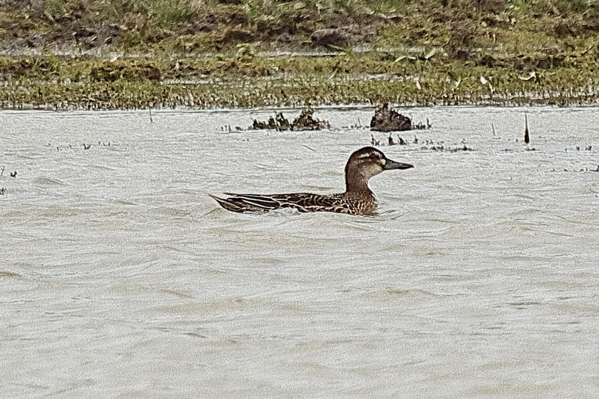 Garganey - ML639811397