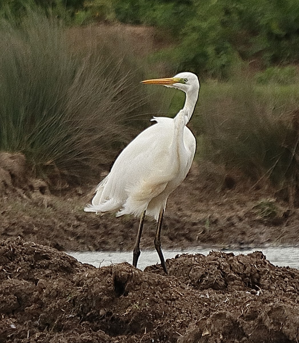 Great Egret - ML639811401