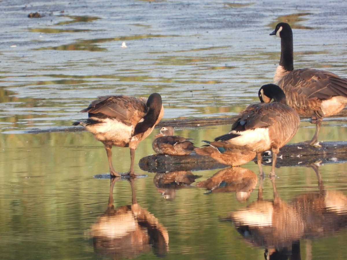 Canada Goose - ML639811439