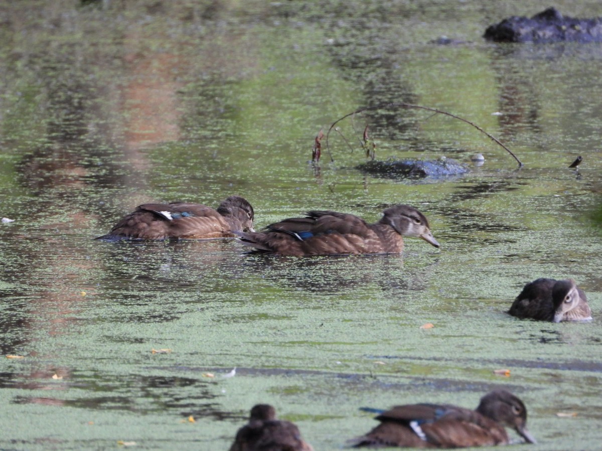 Wood Duck - ML639811445