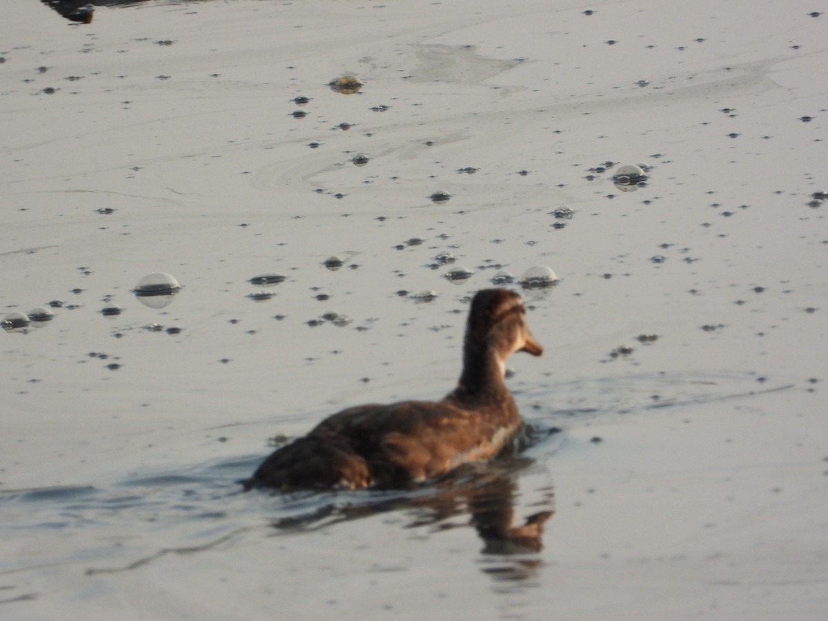 Wood Duck - ML639811447