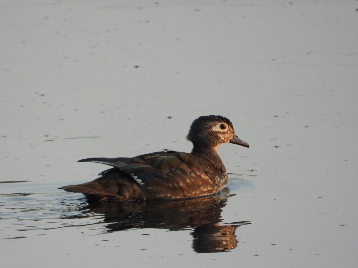 Wood Duck - ML639811448