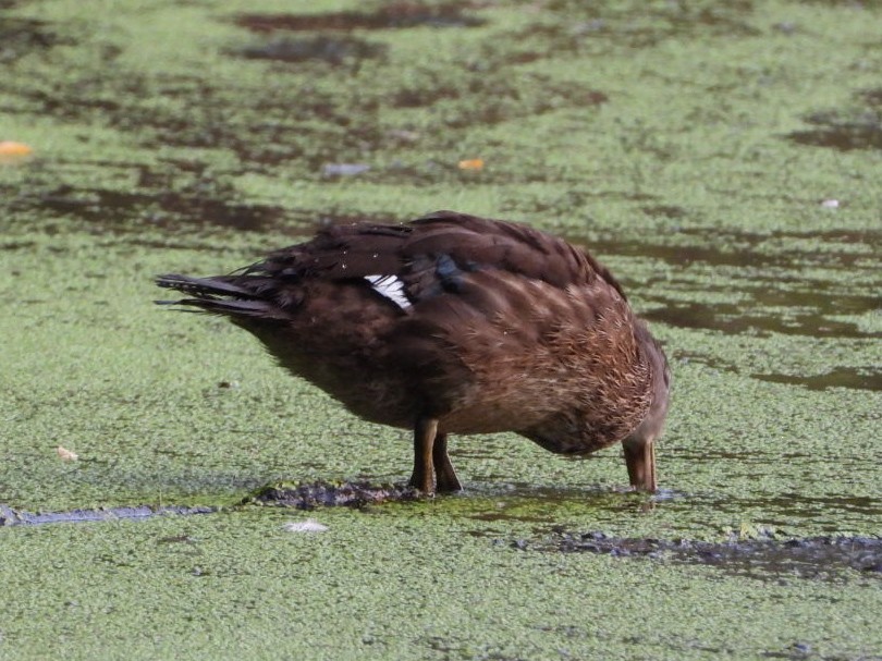 Wood Duck - ML639811453