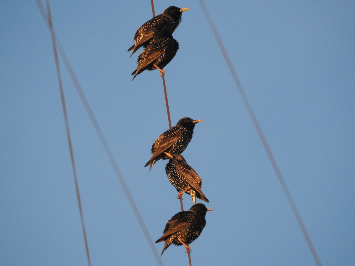 European Starling - ML639811477