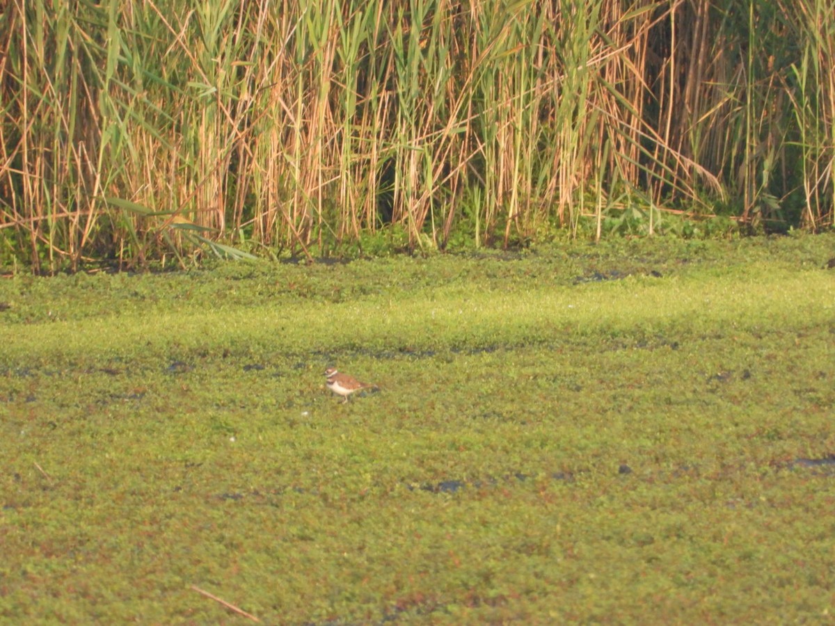 Killdeer - ML639811479