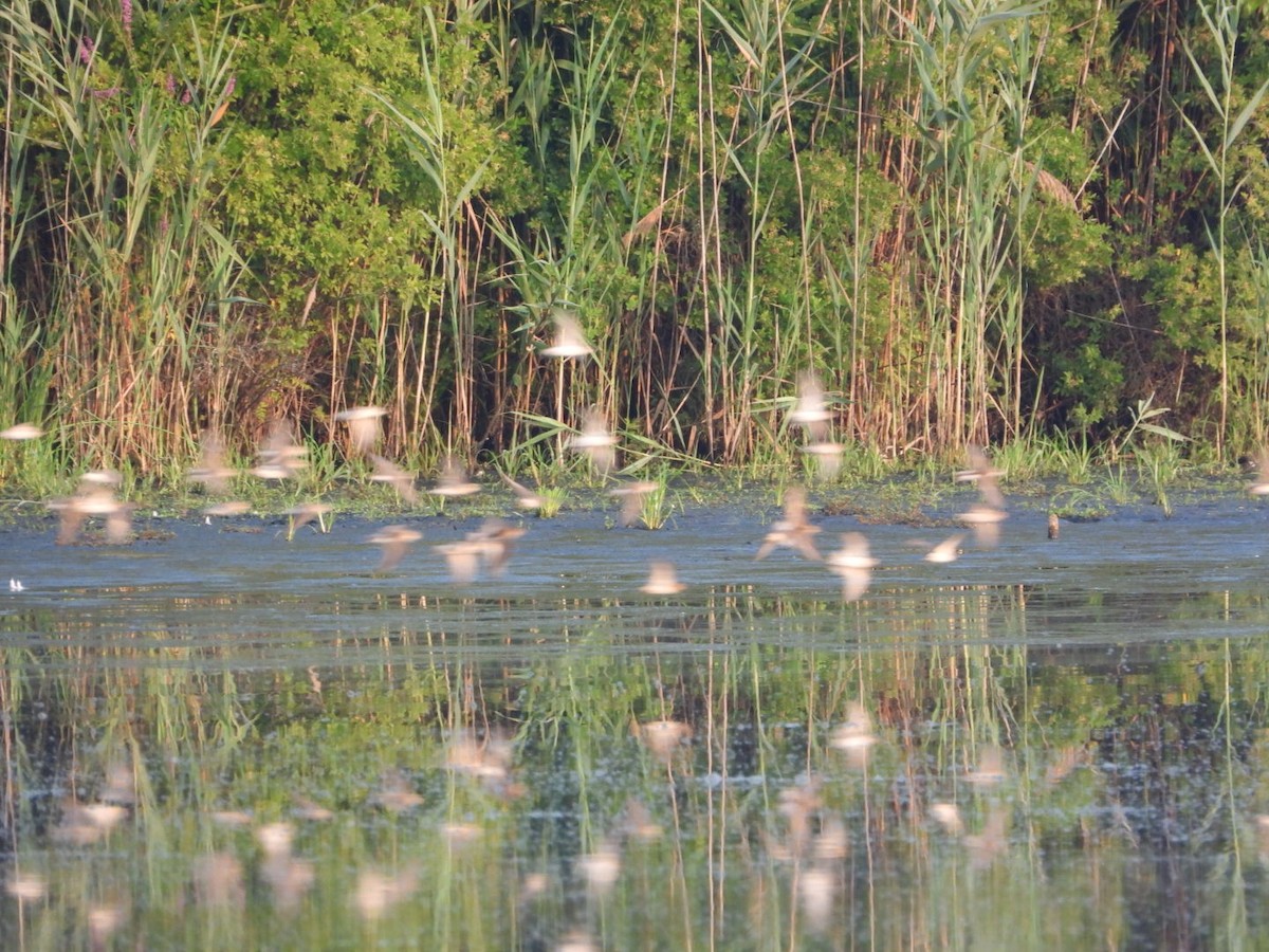 Semipalmated Sandpiper - ML639811487