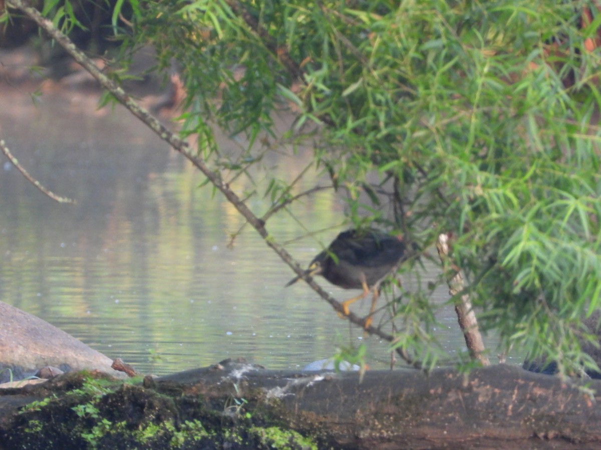 Green Heron - ML639811499