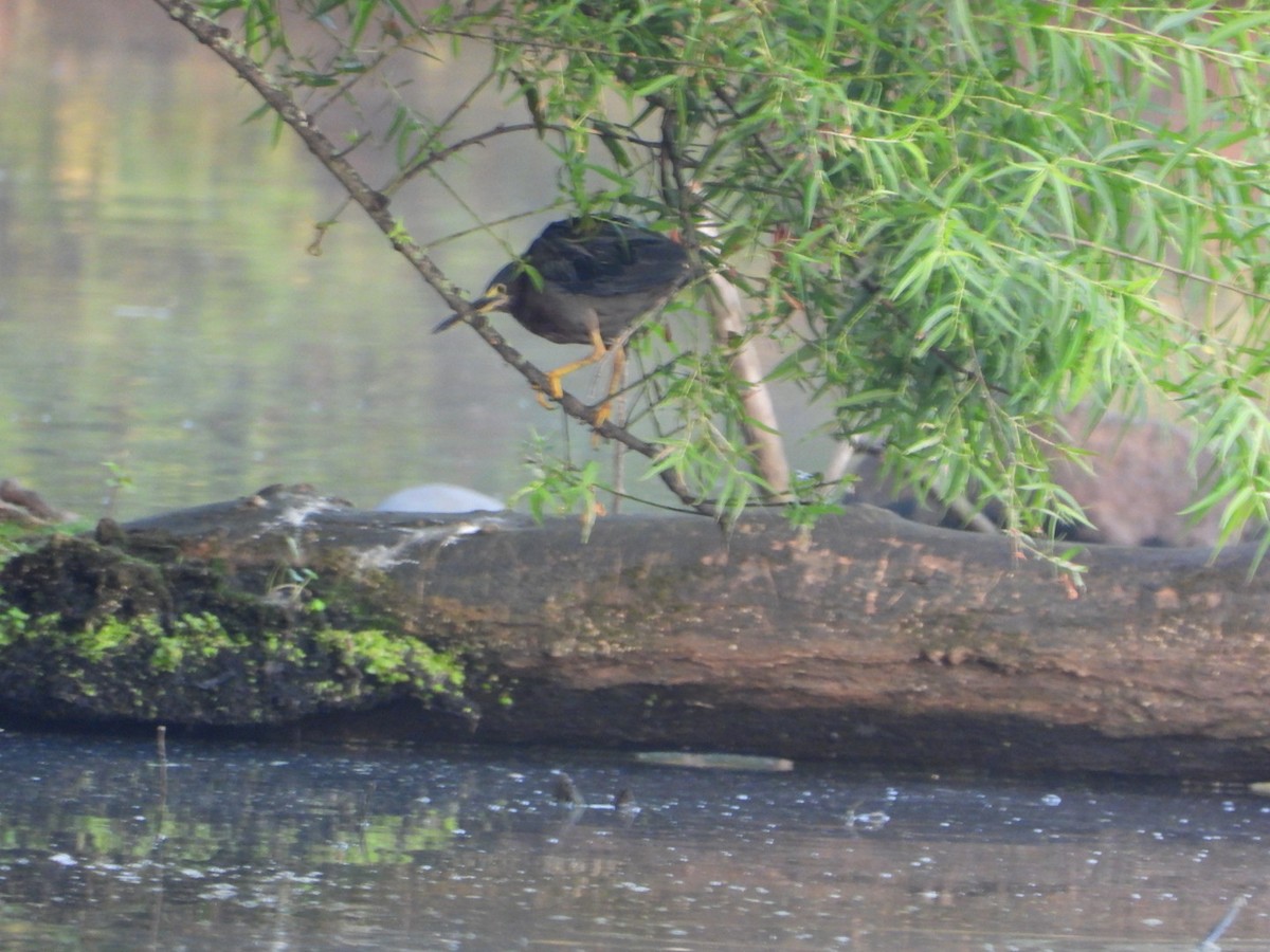 Green Heron - ML639811500