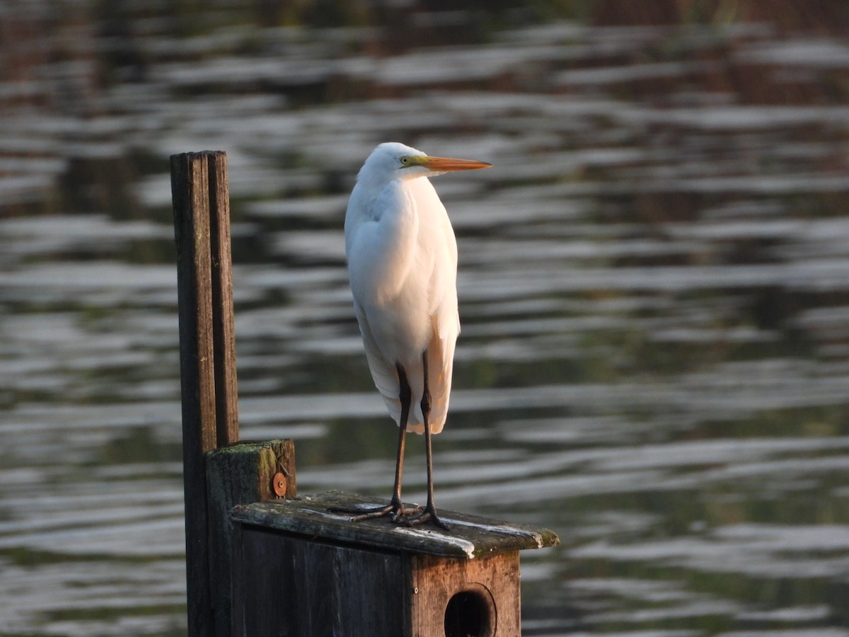 Great Egret - ML639811525
