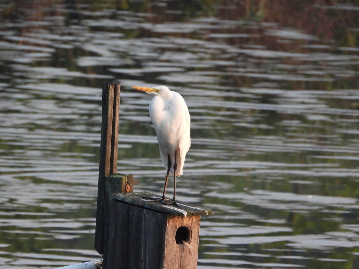 Great Egret - ML639811526