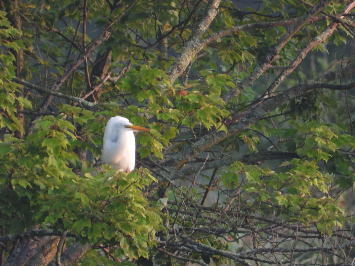 Great Egret - ML639811527
