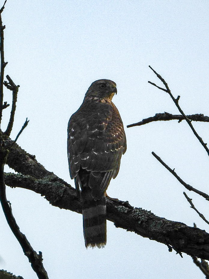 Cooper's Hawk - ML639811535