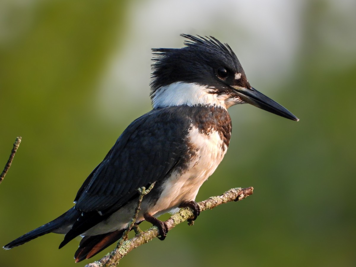 Belted Kingfisher - ML639811538