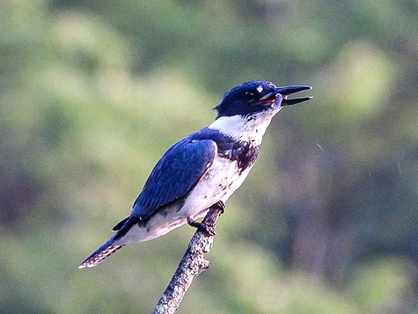 Belted Kingfisher - ML639811539