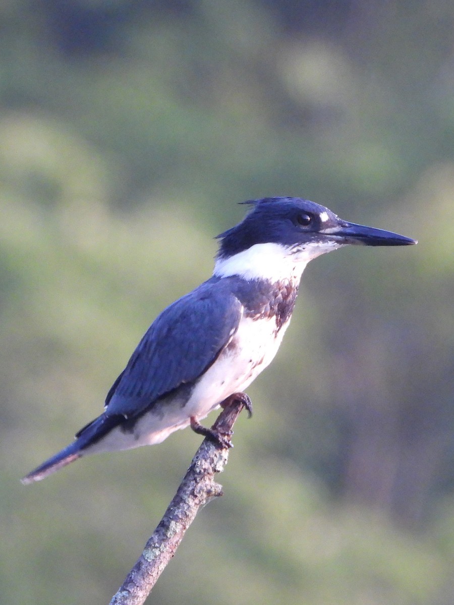Belted Kingfisher - ML639811540