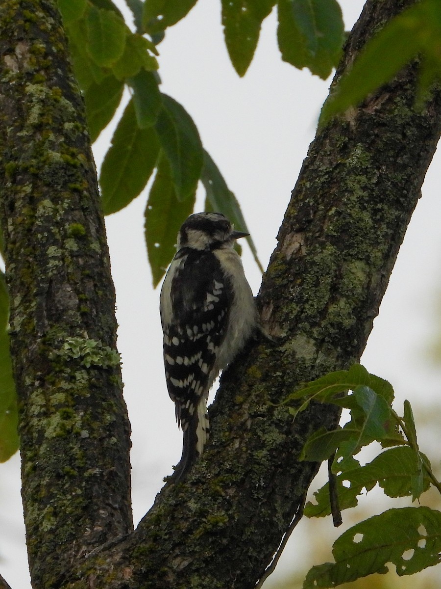 Downy Woodpecker - ML639811550