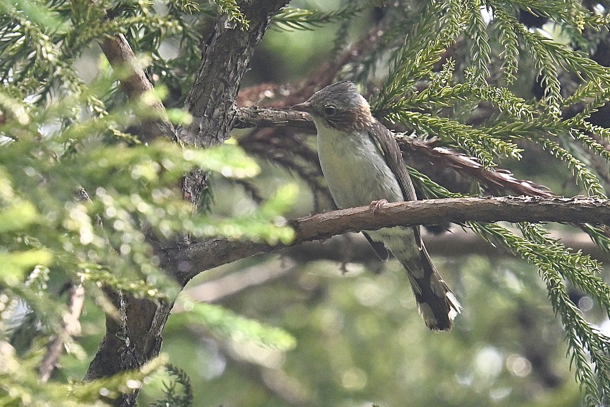 Indochinese Yuhina - ML639811561
