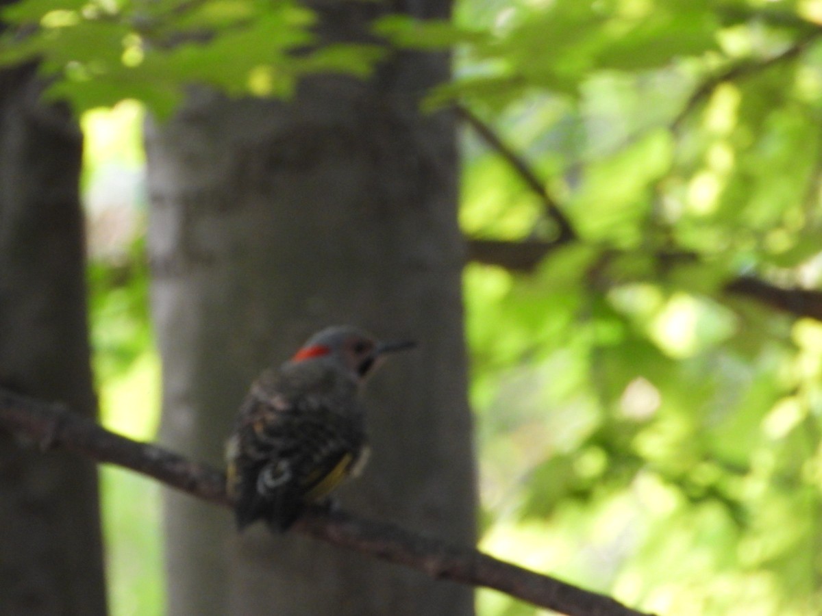 Northern Flicker - ML639811583