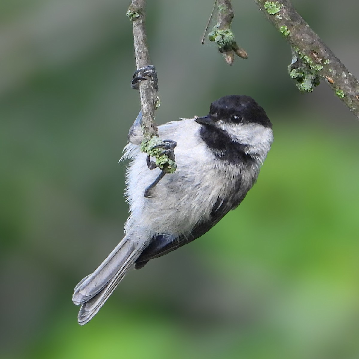 Black-capped Chickadee - ML639811587
