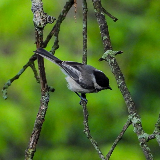 Black-capped Chickadee - ML639811588