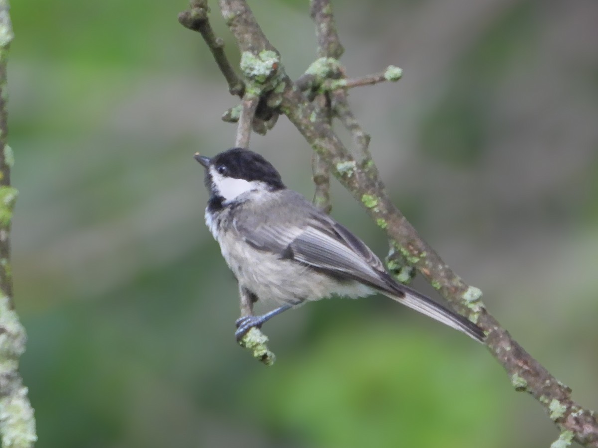 Black-capped Chickadee - ML639811589