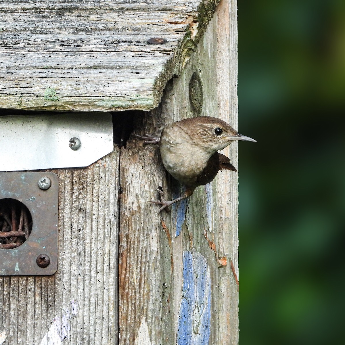 Northern House Wren - ML639811602