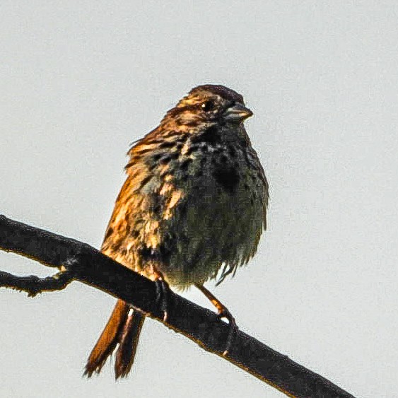 Song Sparrow - ML639811630