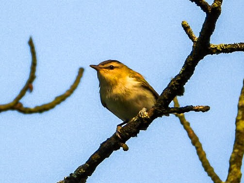 Red-eyed Vireo - ML639811650