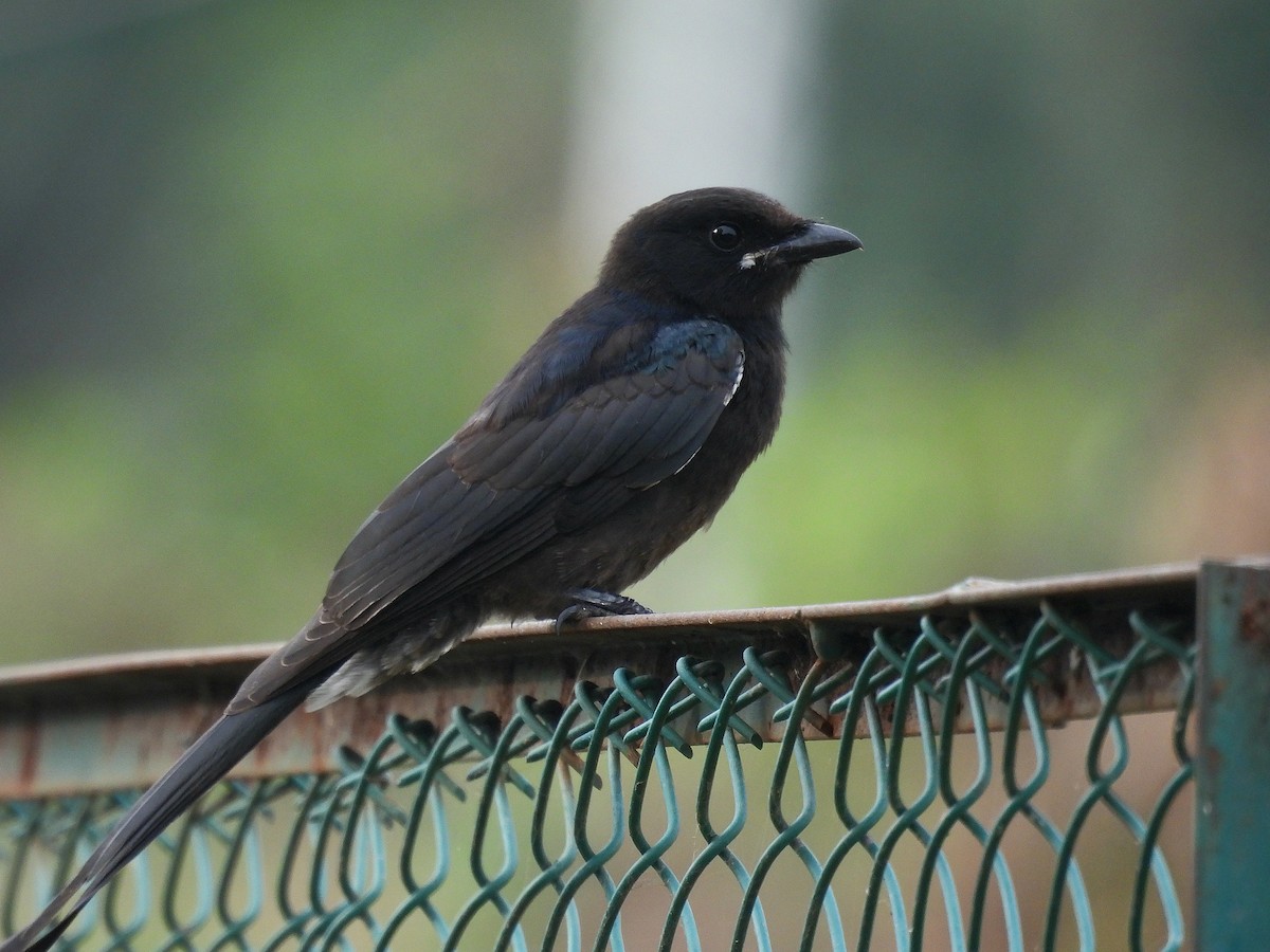 Drongo royal - ML639811693
