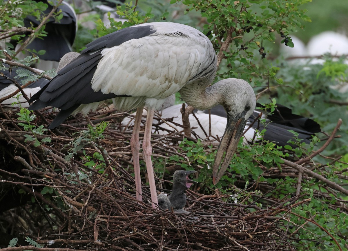 Asian Openbill - ML639811750