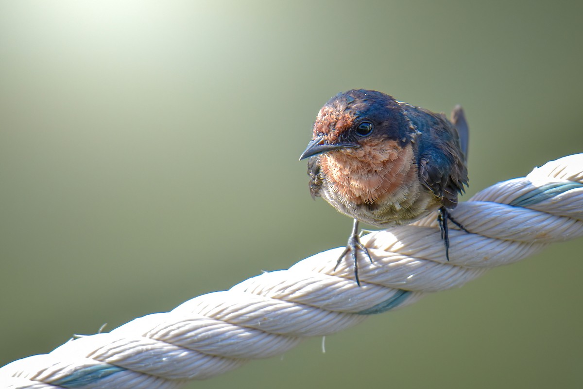 Pacific Swallow - ML639811761
