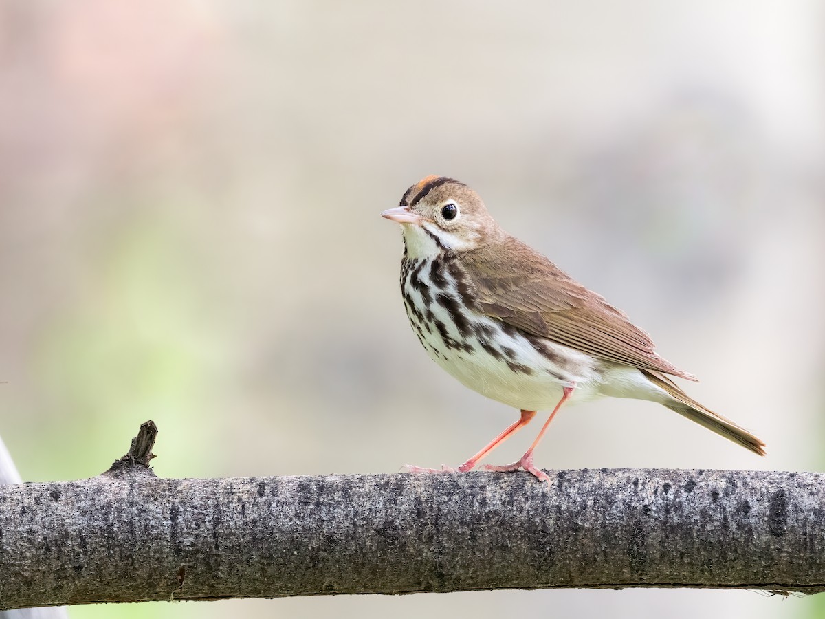 Ovenbird - ML639811771