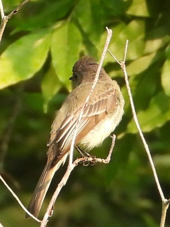 Eastern Phoebe - ML639811789