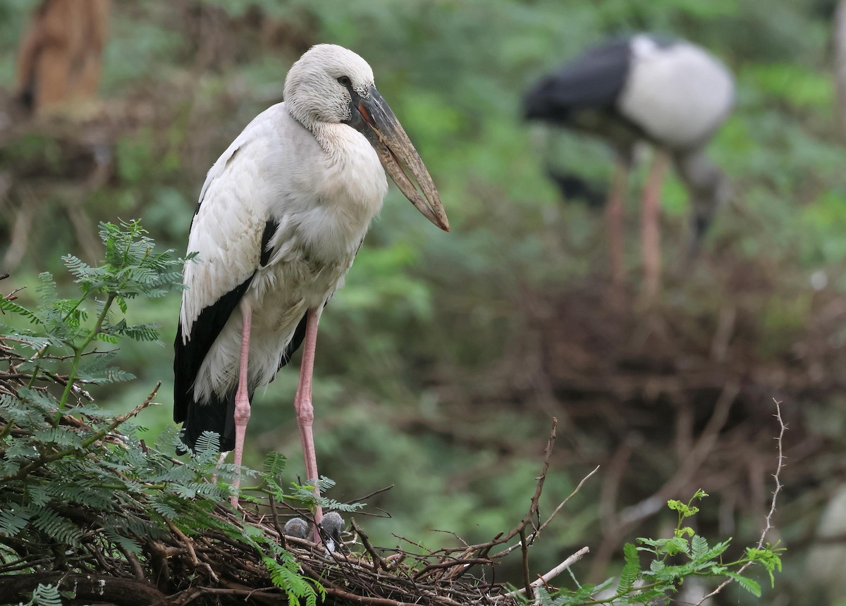 Asian Openbill - ML639811837