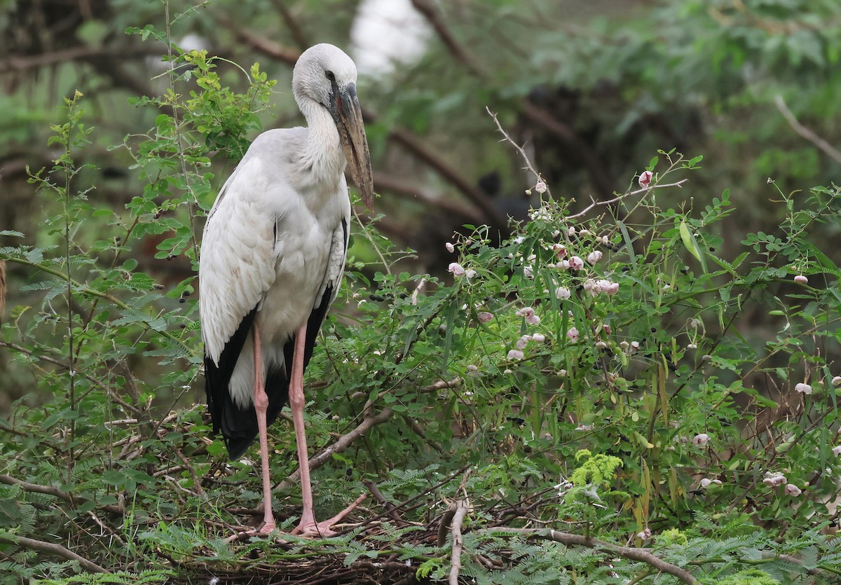 Asian Openbill - ML639811840