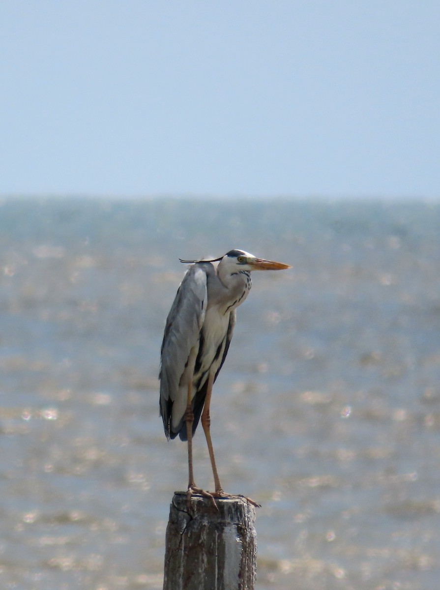 Gray Heron - ML639811842