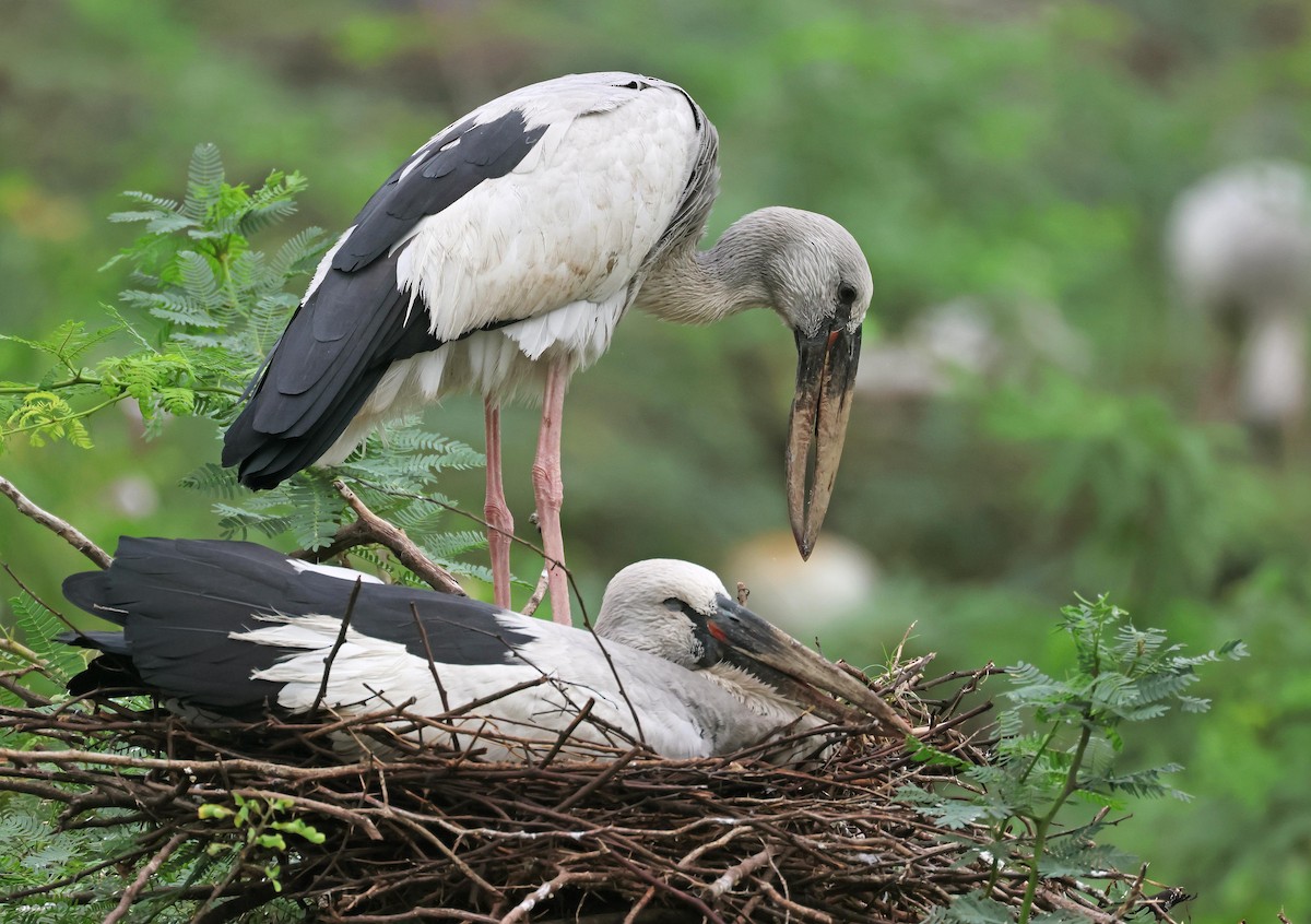 Asian Openbill - ML639811858