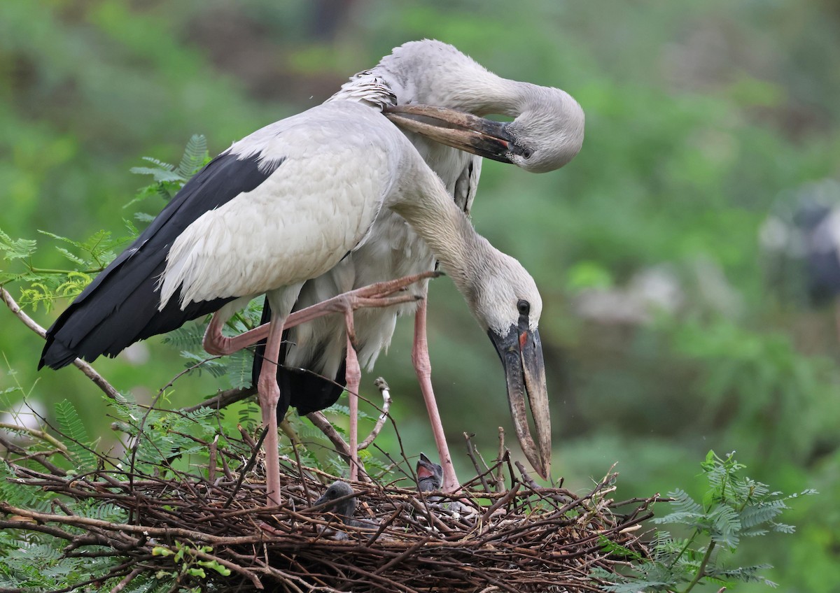 Asian Openbill - ML639811859