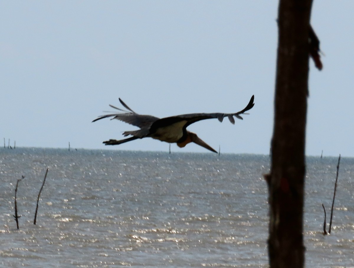 Lesser Adjutant - ML639811866