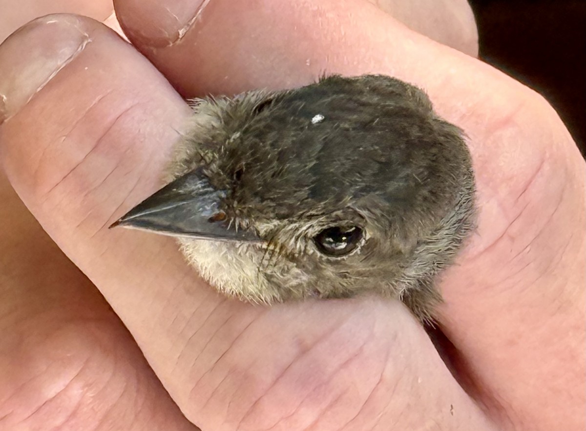 Western Wood-Pewee - ML639811886