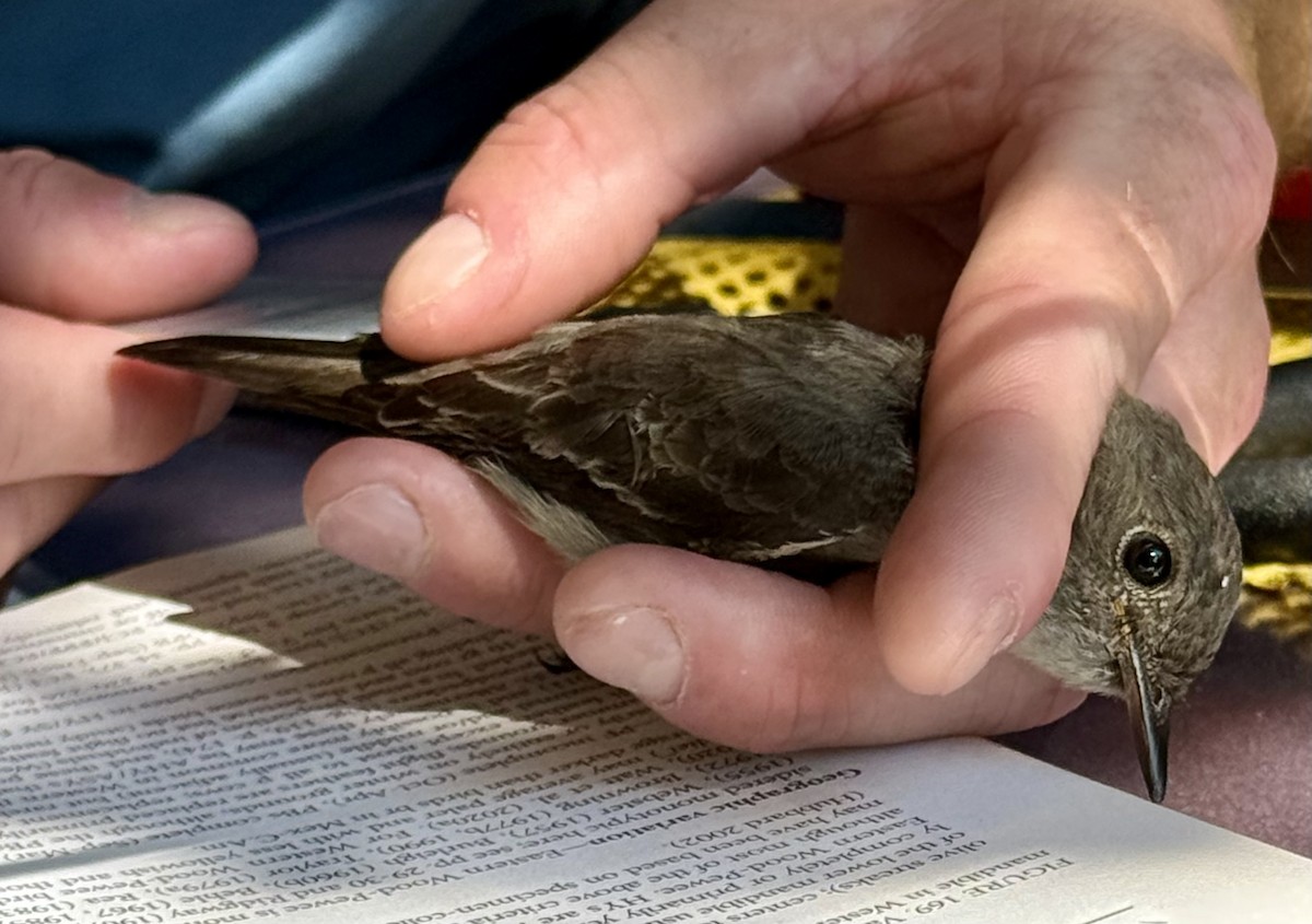 Western Wood-Pewee - ML639811892