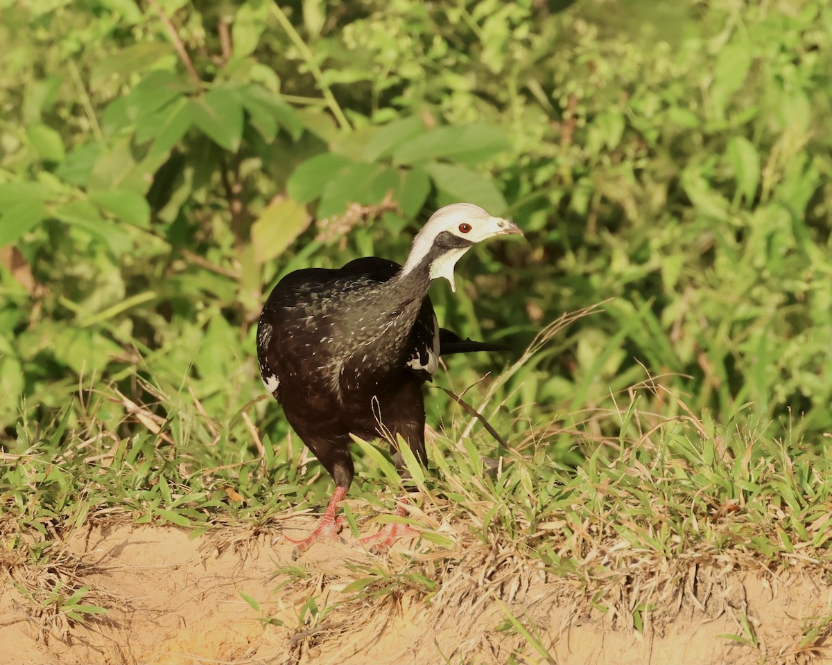 White-throated Piping-Guan - ML639811967