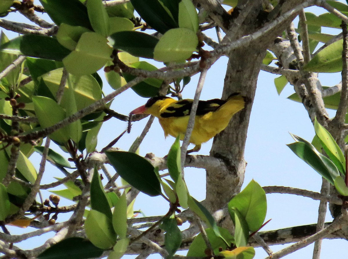 Black-naped Oriole - ML639811997